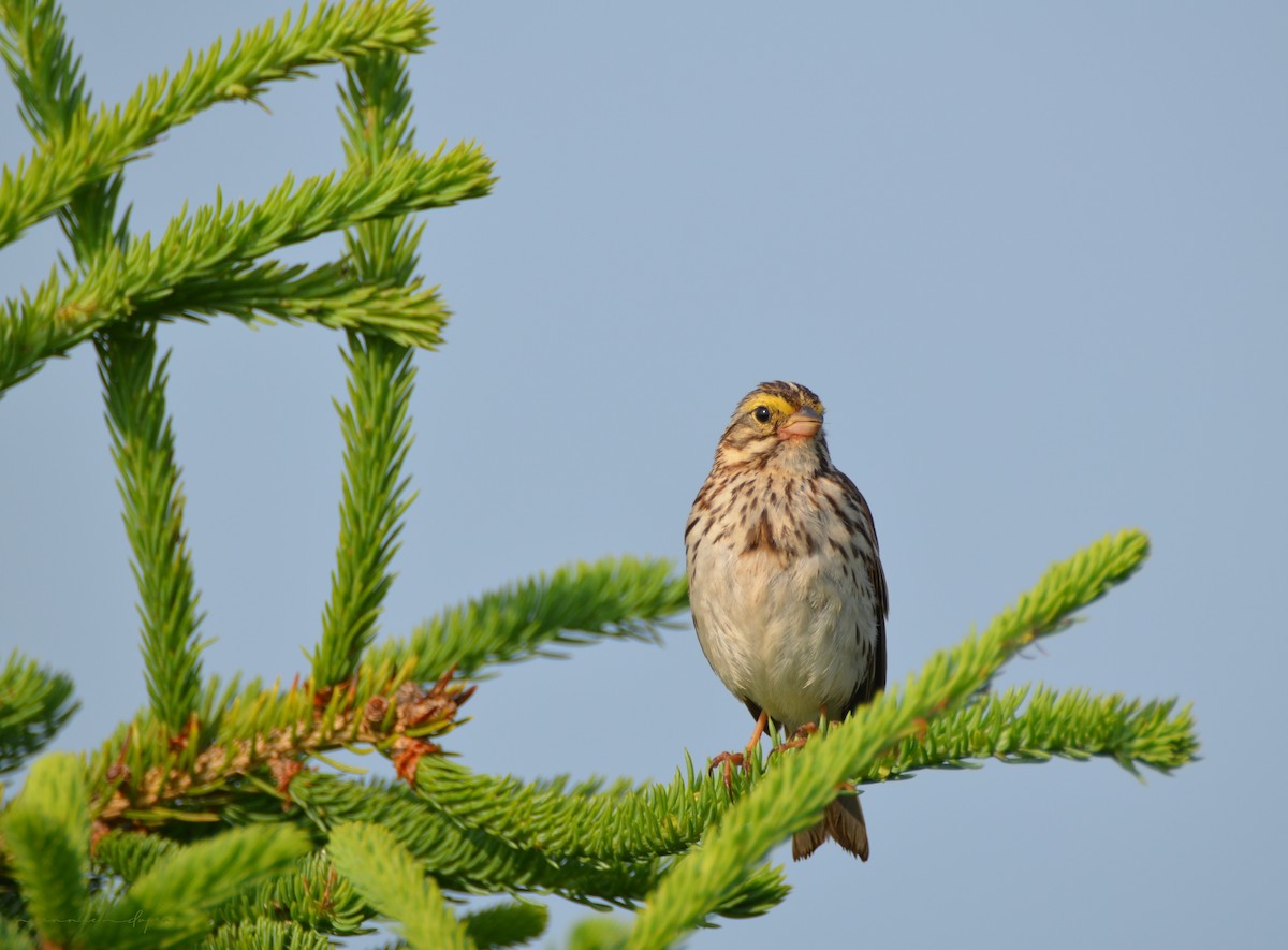 Savannah Sparrow - ML594063481