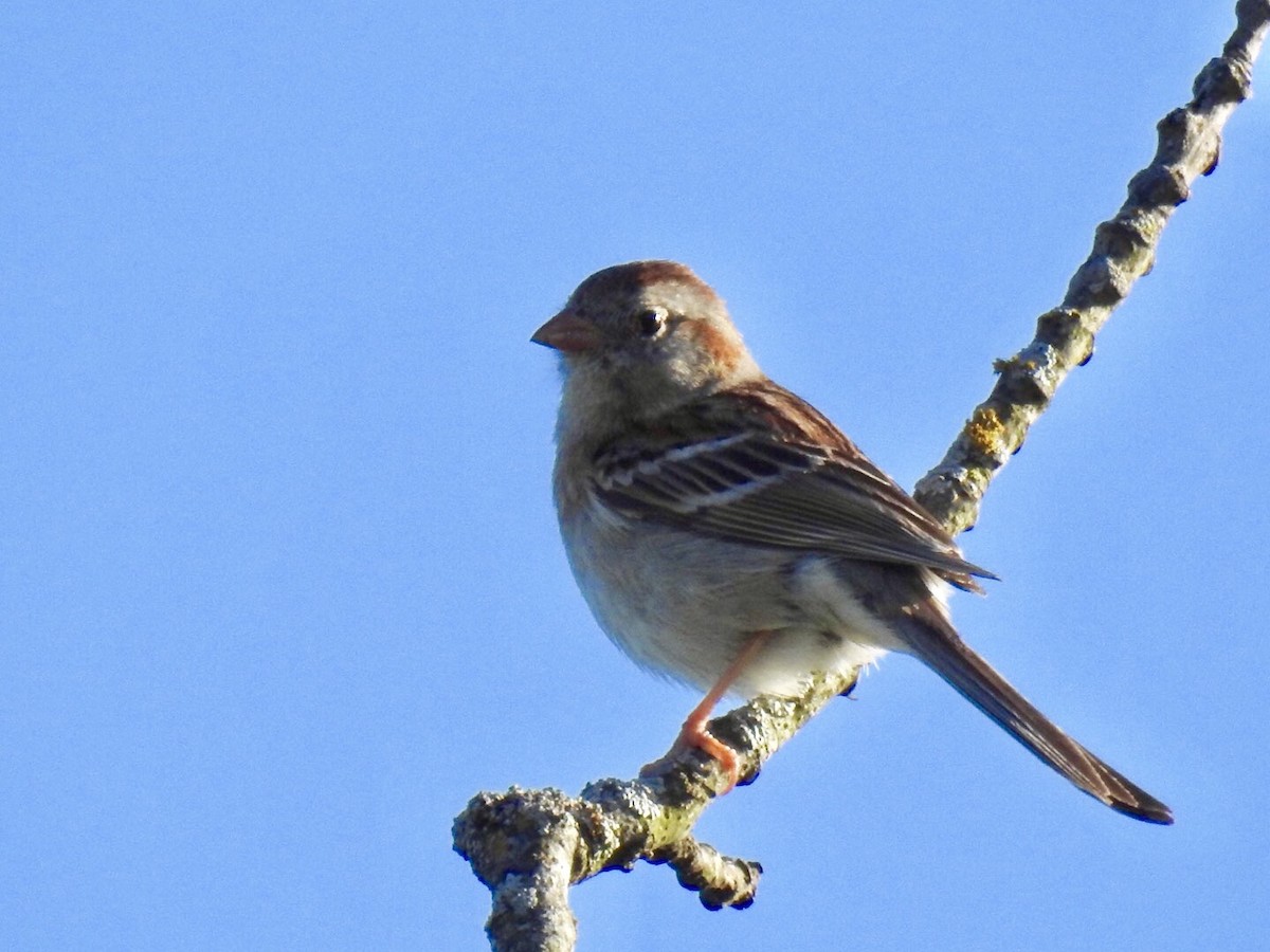 Field Sparrow - Daron Patterson