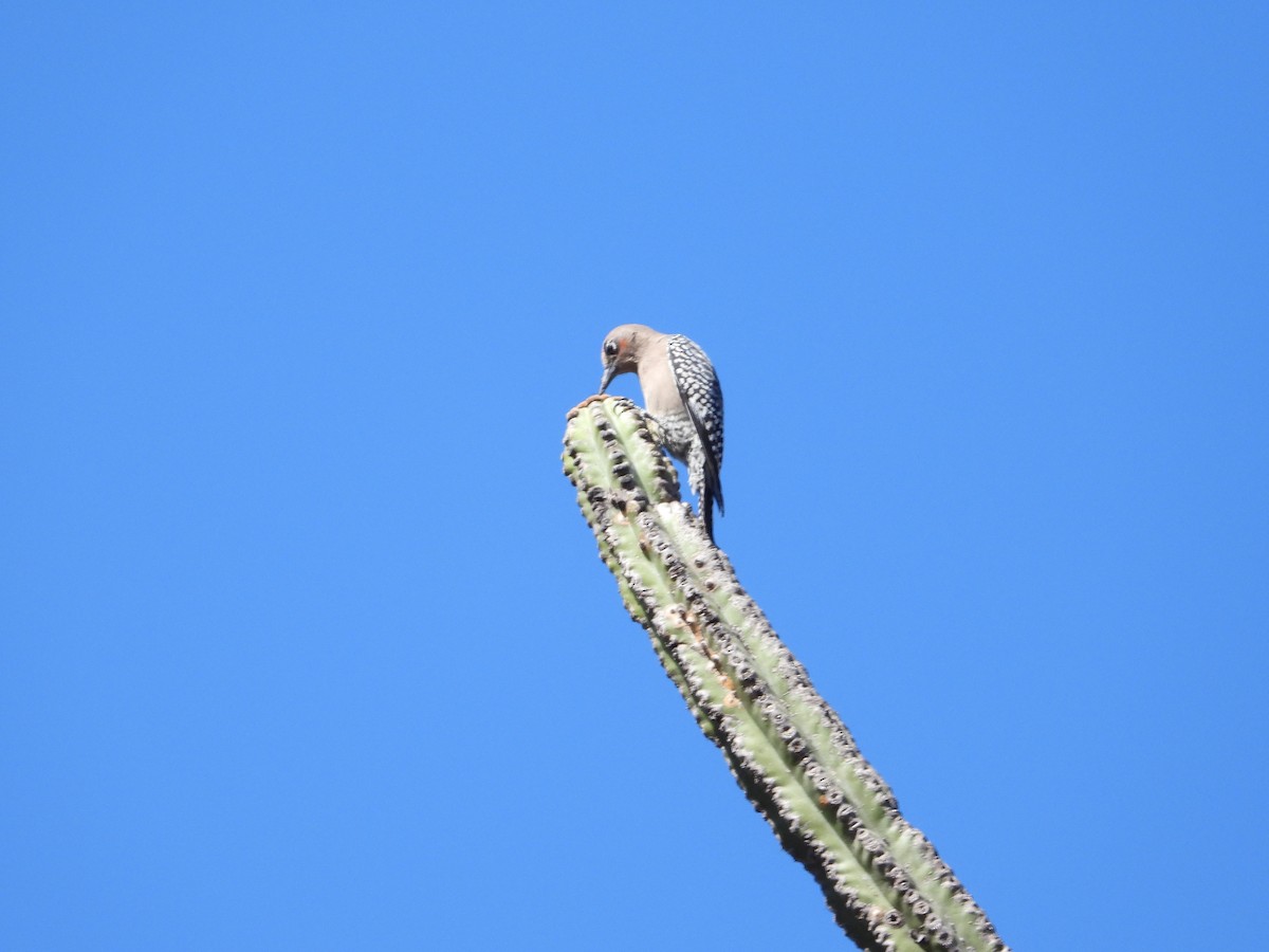 Gray-breasted Woodpecker - ML594067401