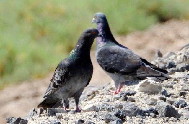 Rock Pigeon (Feral Pigeon) - ML594067541