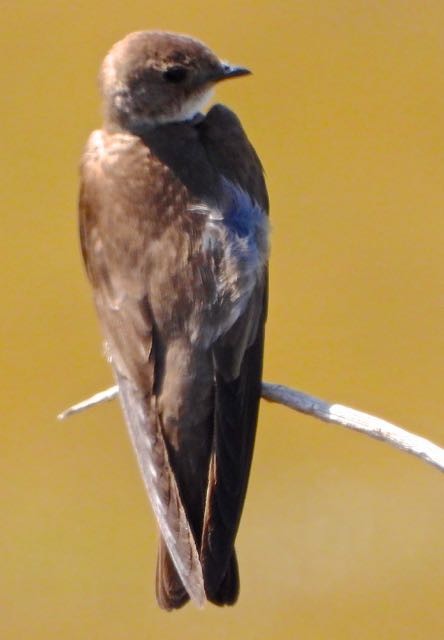 Northern Rough-winged Swallow - ML594068311