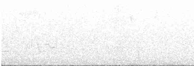 Дрізд-короткодзьоб Cвенсона - ML594072331