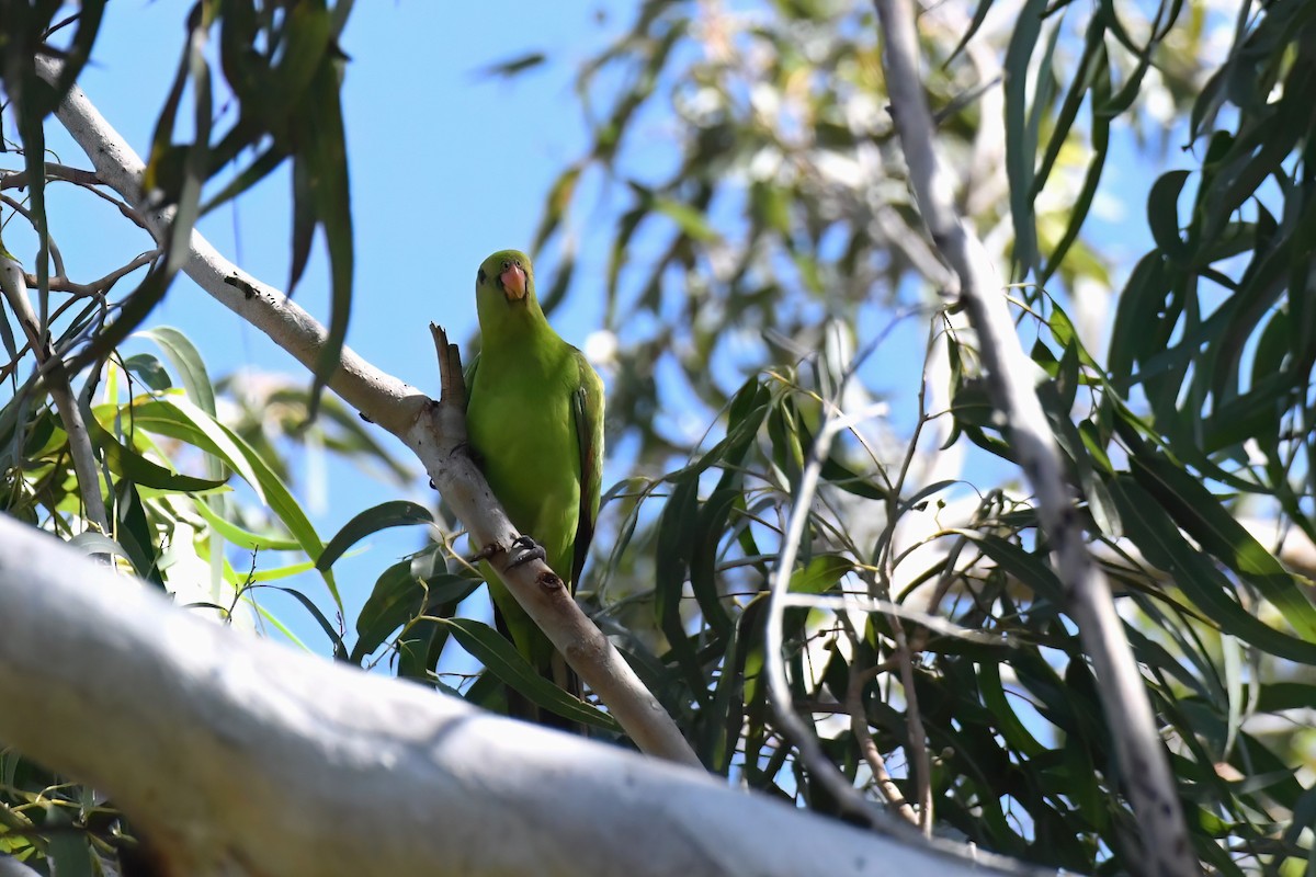 Red-winged Parrot - ML594073121