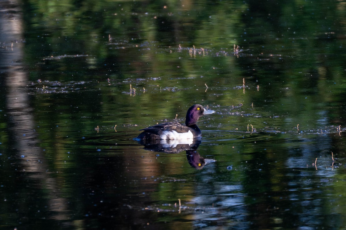 Tufted Duck - ML594074501