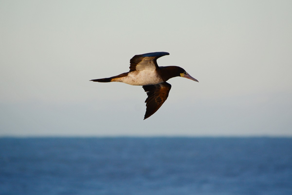 Brown Booby - ML594078071