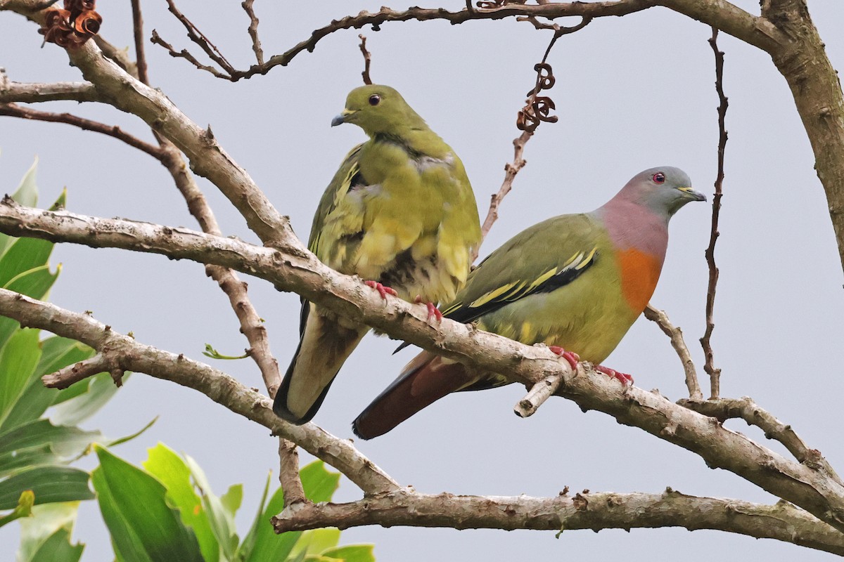 Pink-necked Green-Pigeon - Nathan Wall