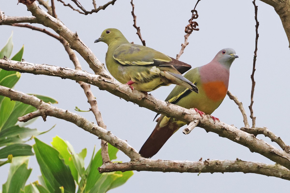 Pink-necked Green-Pigeon - Nathan Wall
