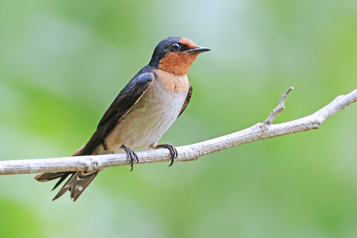 Pacific Swallow - ML594078421