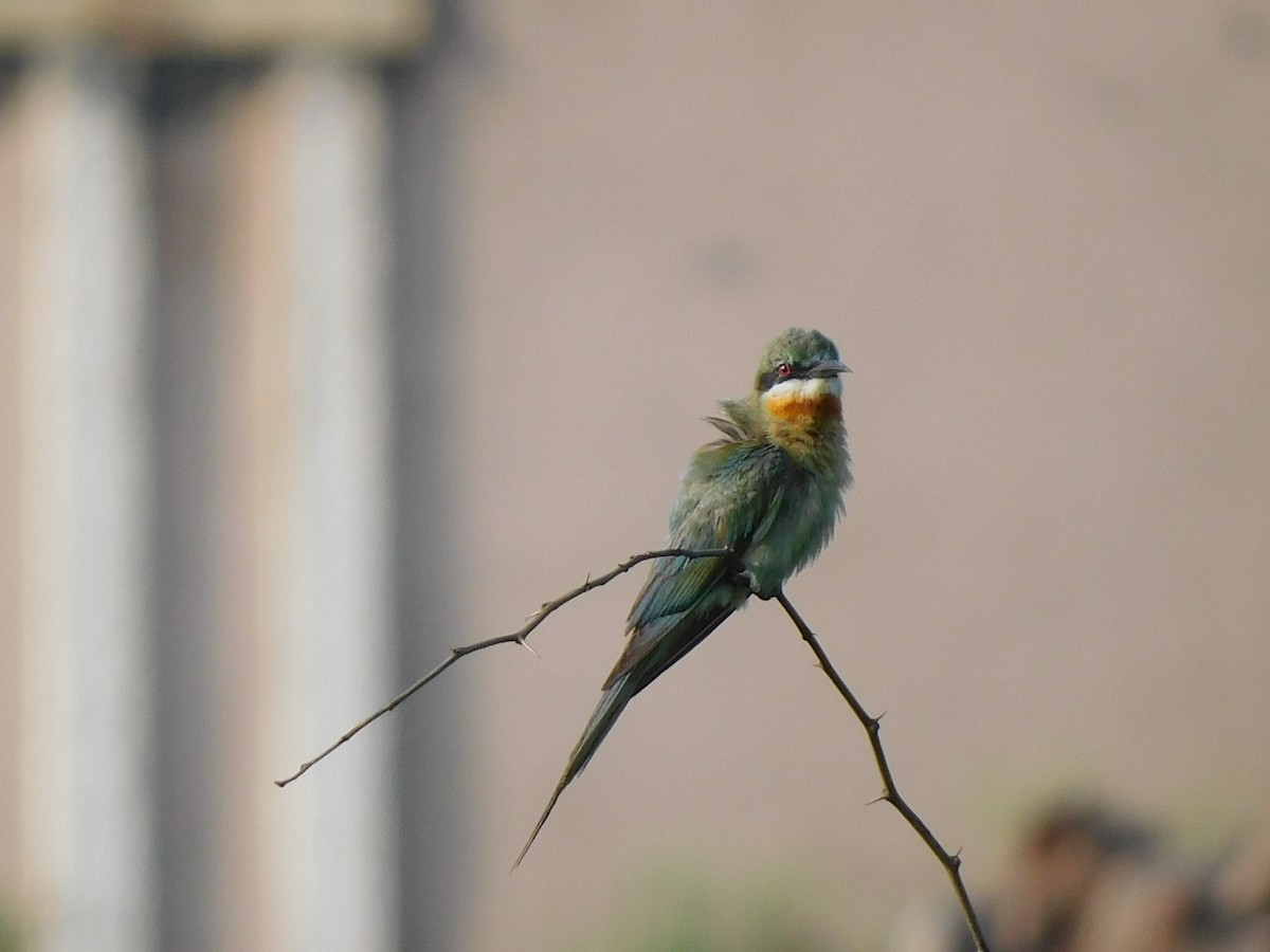 Blue-tailed Bee-eater - ML594079451