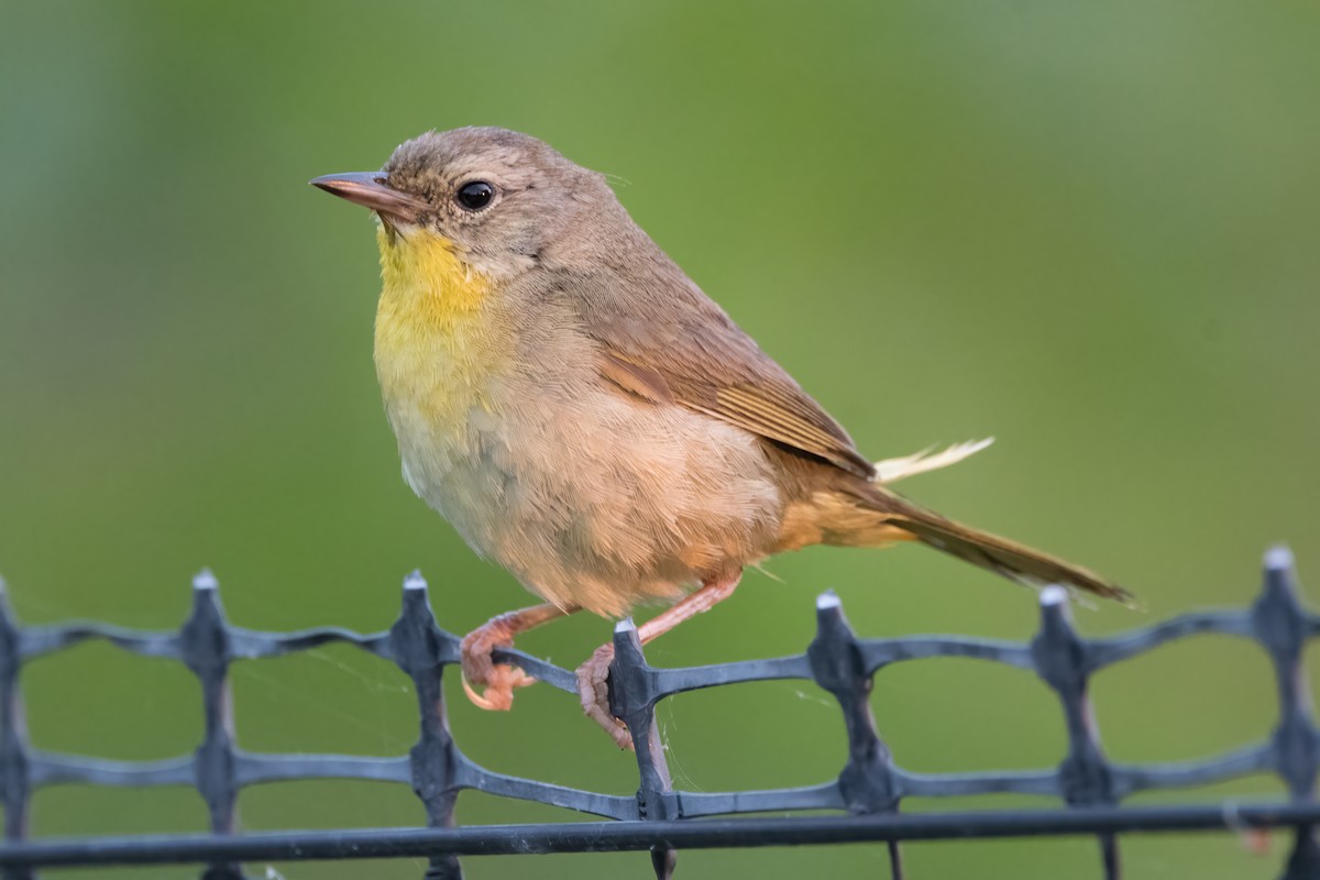 Common Yellowthroat - ML594079521