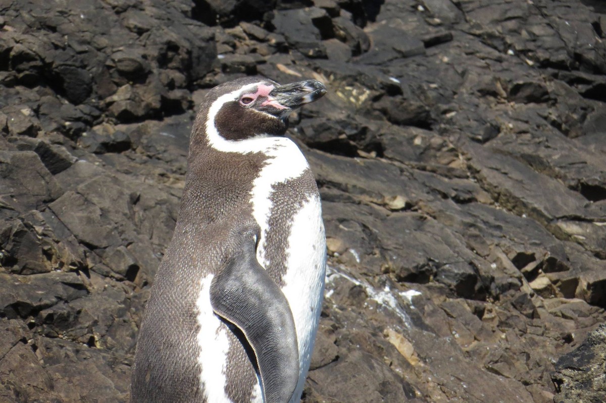 tučňák Humboldtův - ML59407961