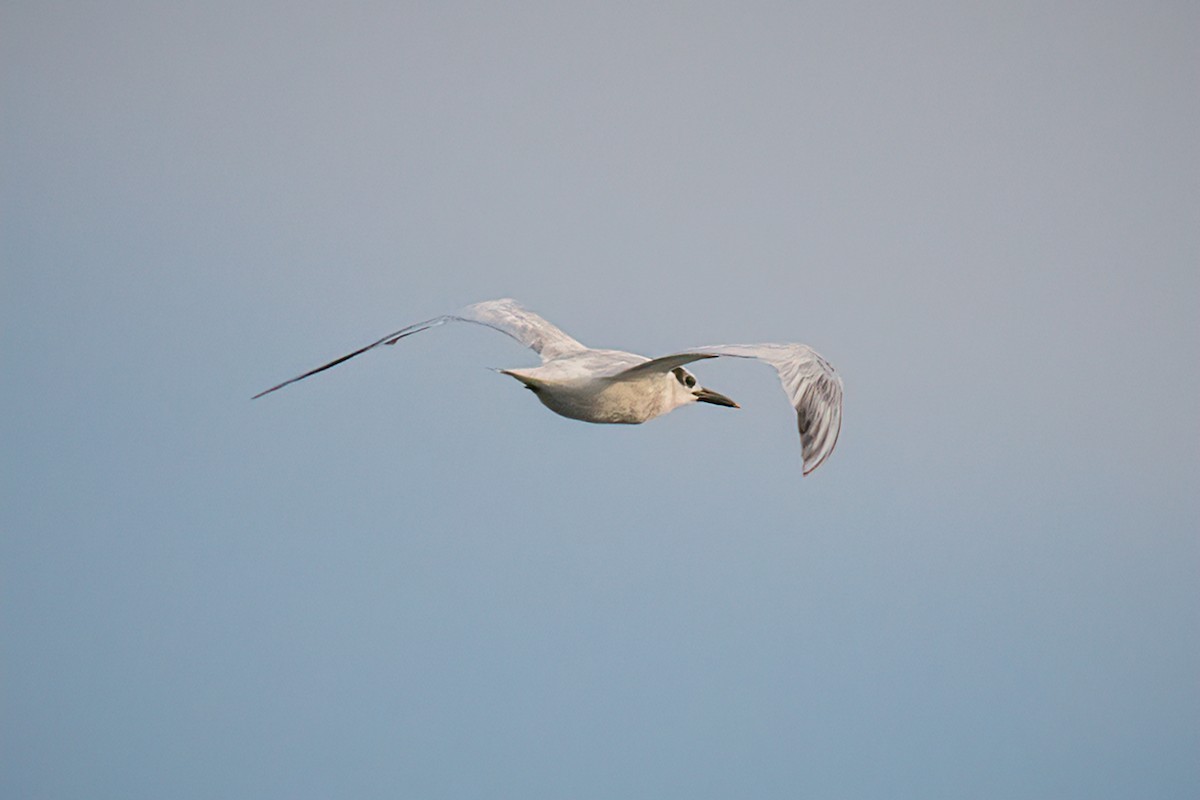 eBird Checklist 14 Jul 2023 Barnegat Lighthouse SP 44 species