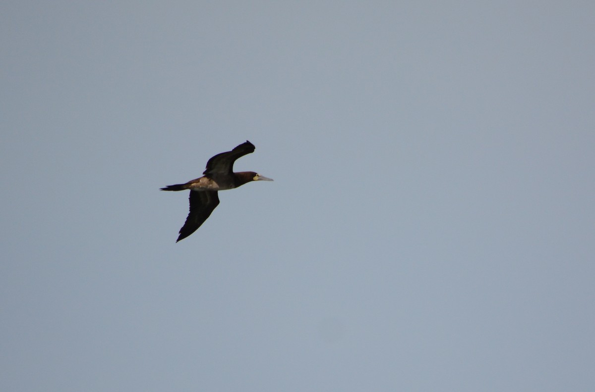 Brown Booby - ML594080841