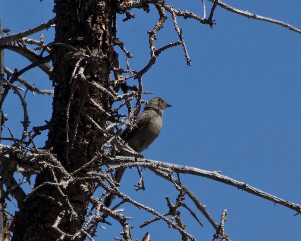 Townsend's Solitaire - ML594082531