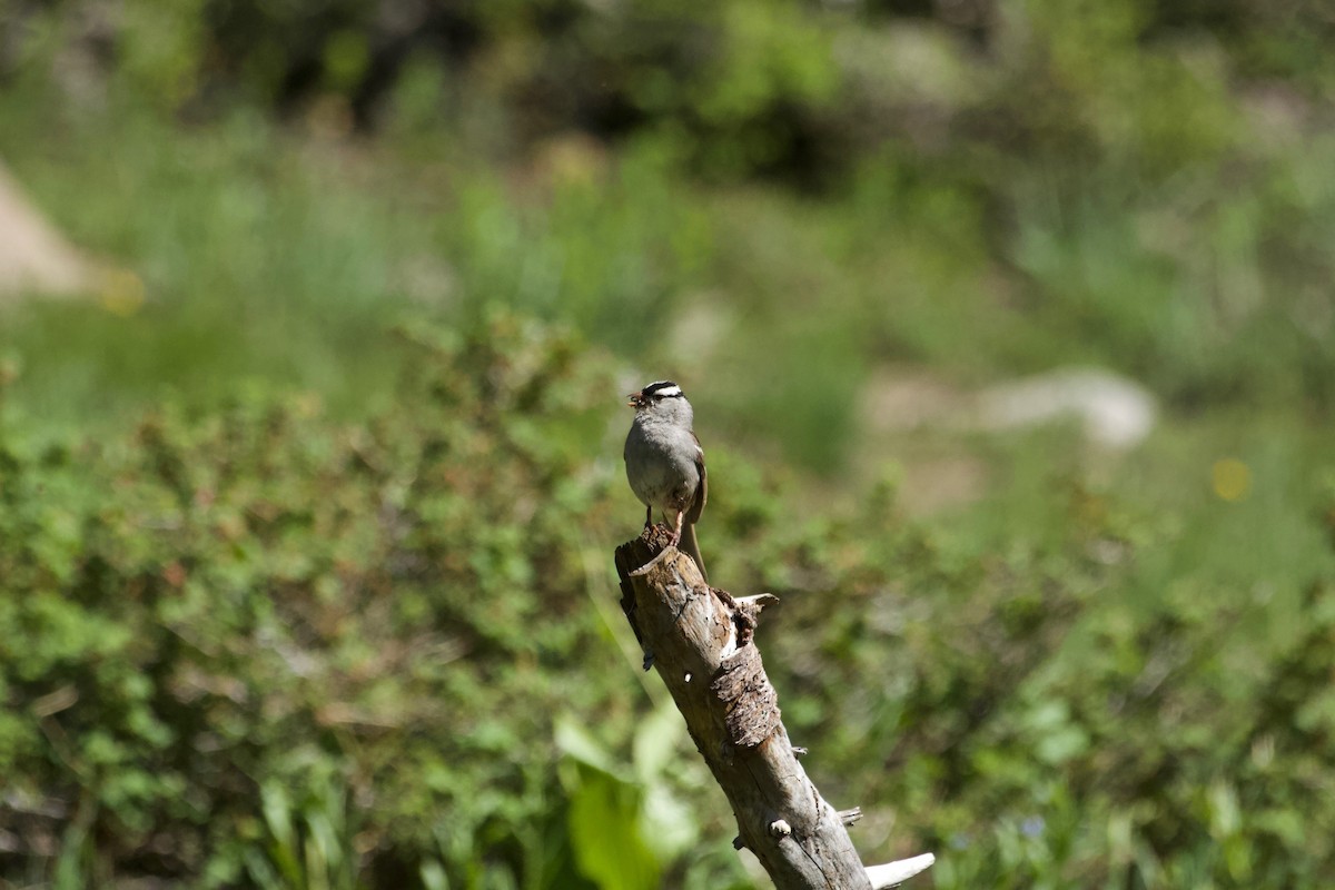 White-crowned Sparrow - ML594082701