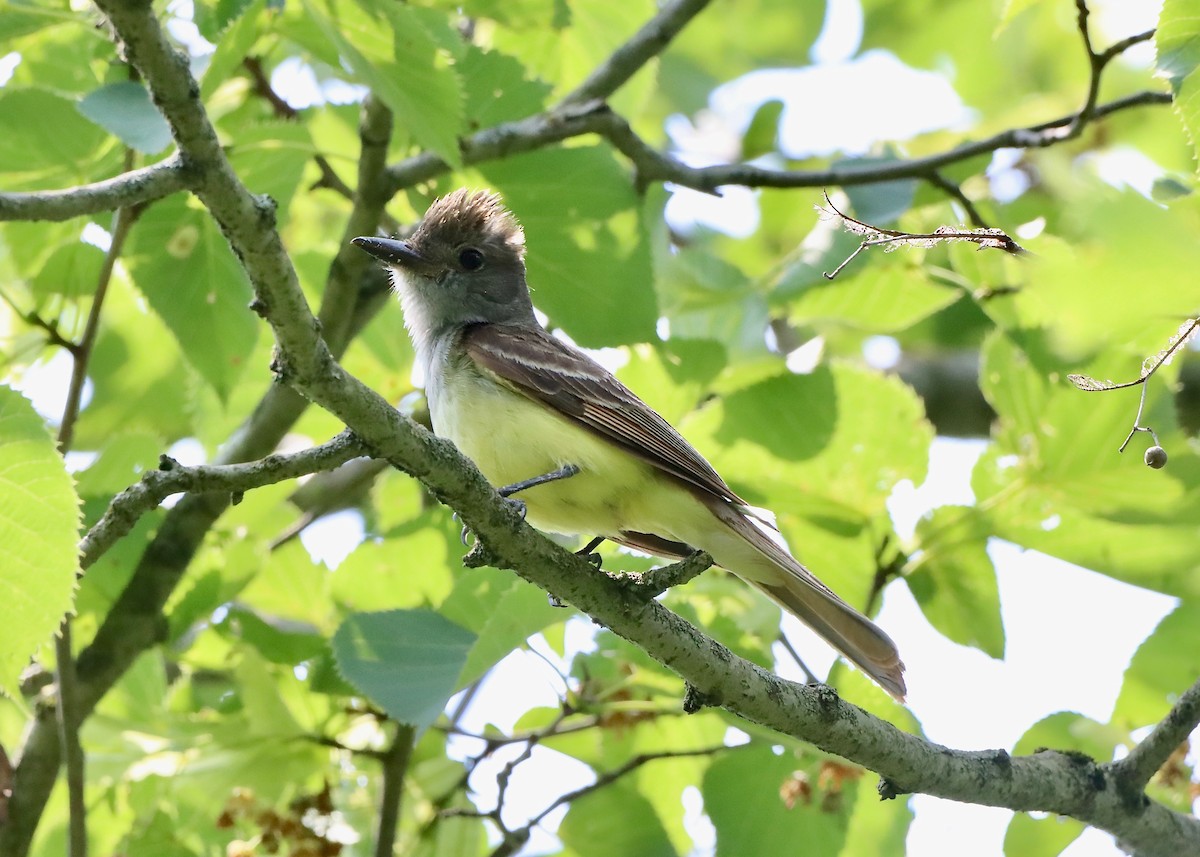 Great Crested Flycatcher - ML594087971
