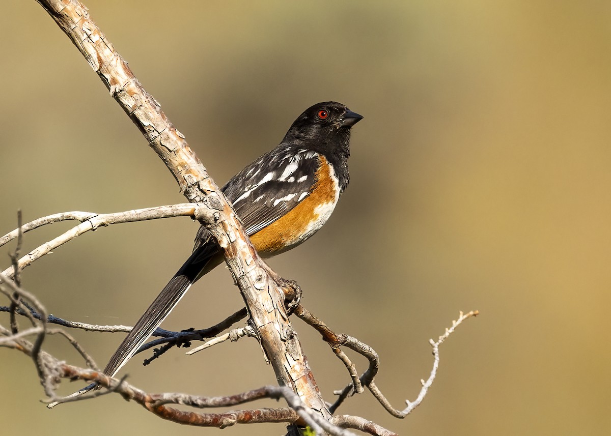 Spotted Towhee - ML594093061