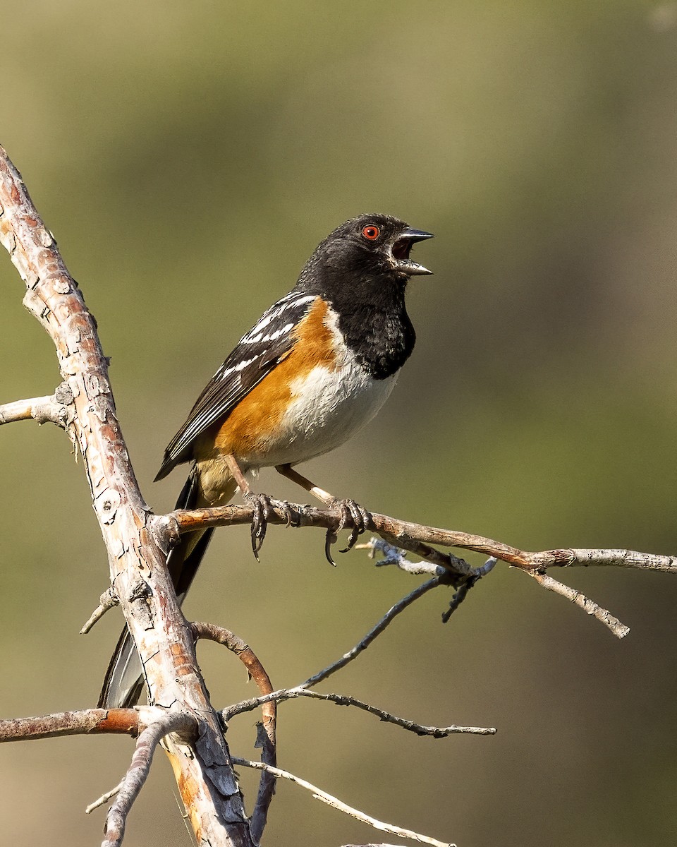 Spotted Towhee - ML594093131