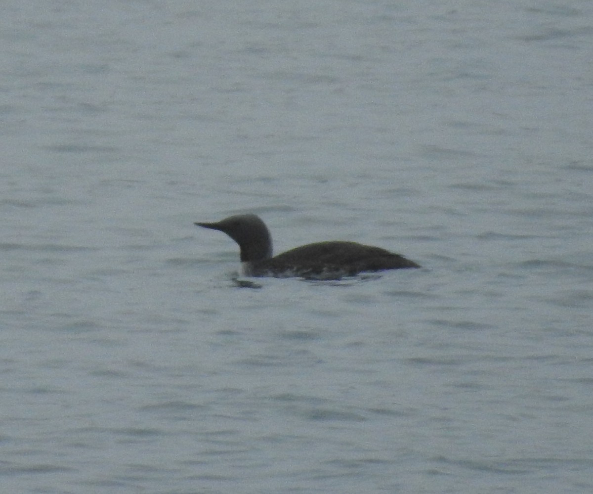 Red-throated Loon - ML594093161