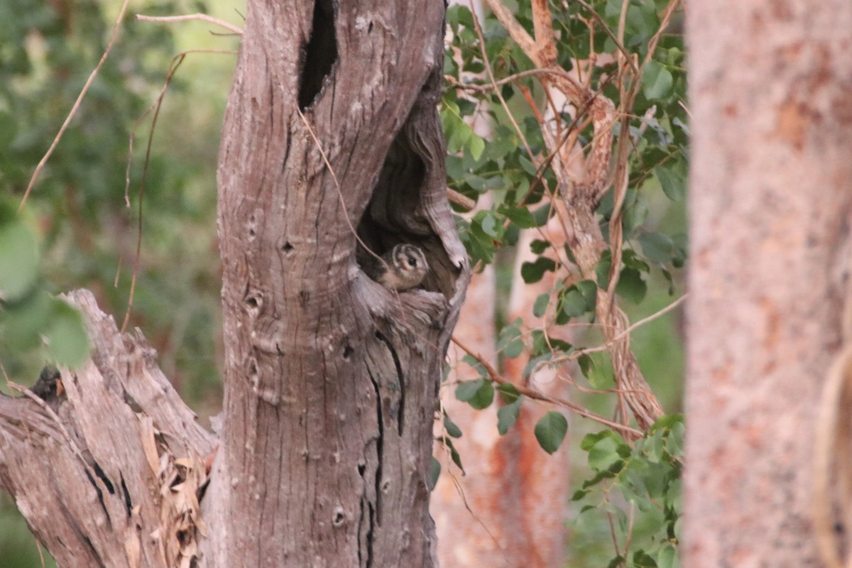 Australian Owlet-nightjar - ML594094601