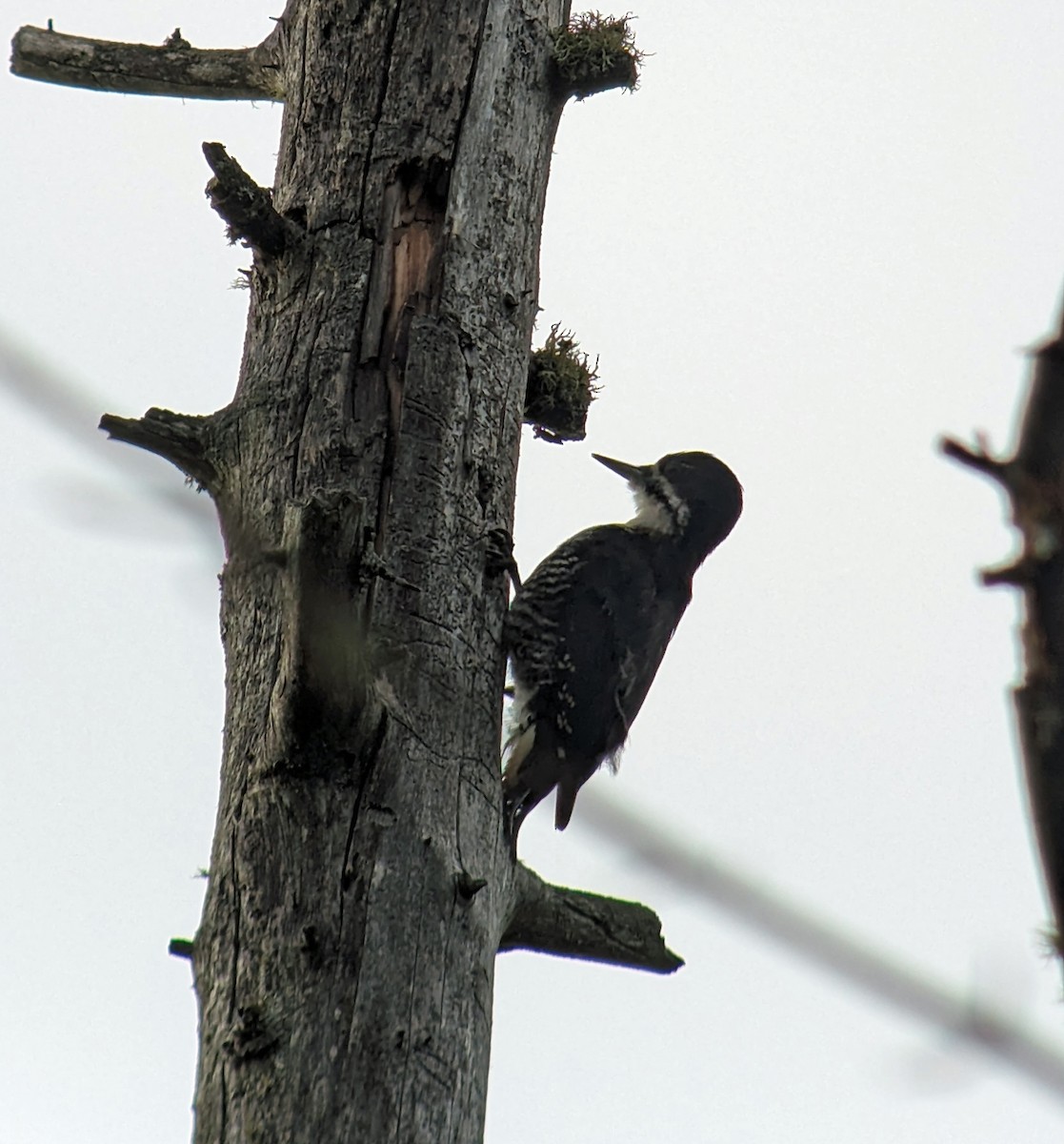 Black-backed Woodpecker - ML594094671