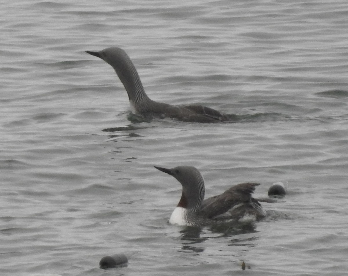 Red-throated Loon - ML594096501