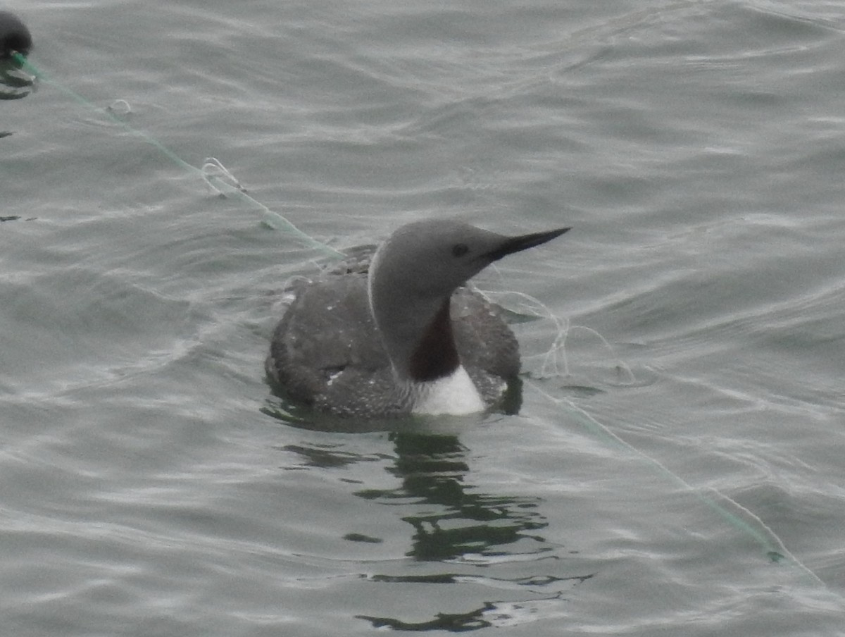 Red-throated Loon - ML594097901