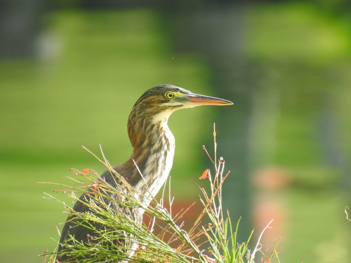 Ebird Caribbean Checklist Jun Jard N Bot Nico Y Cultural De