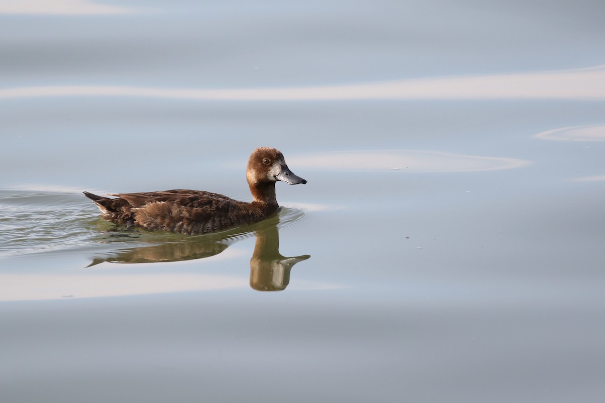 Greater Scaup - ML594099391