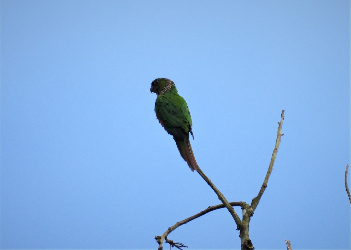 Maroon-tailed Parakeet - ML594100491