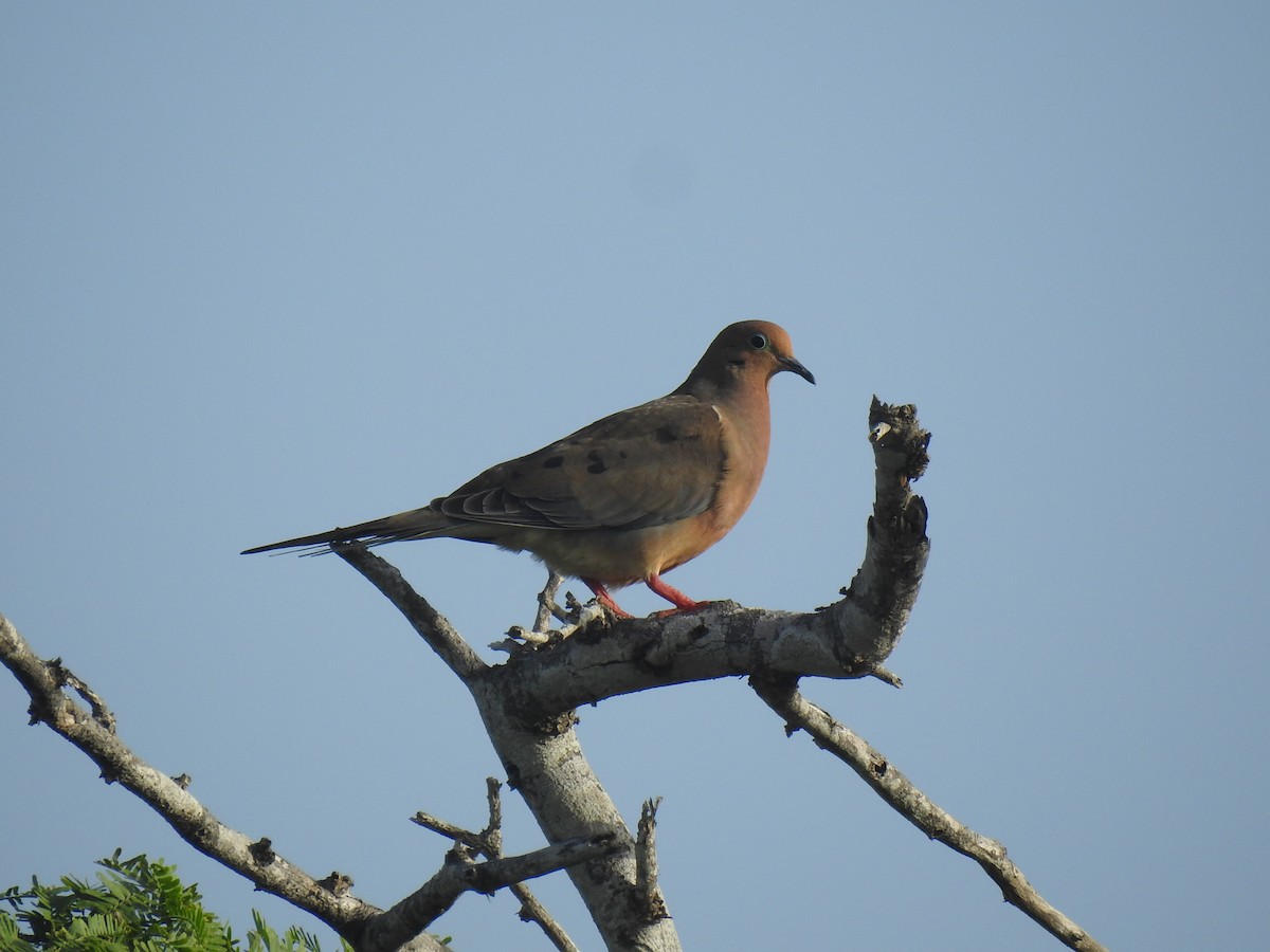 Ebird Caribbean Checklist Jun Central Aguirre Species