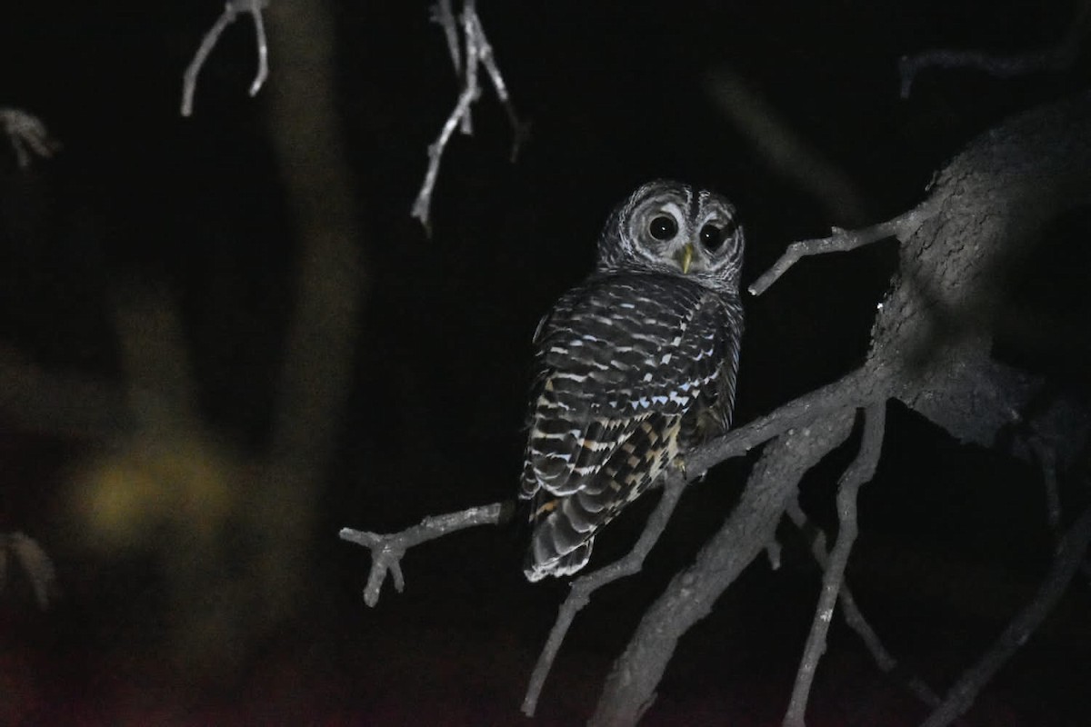 Chaco Owl - ML594102561