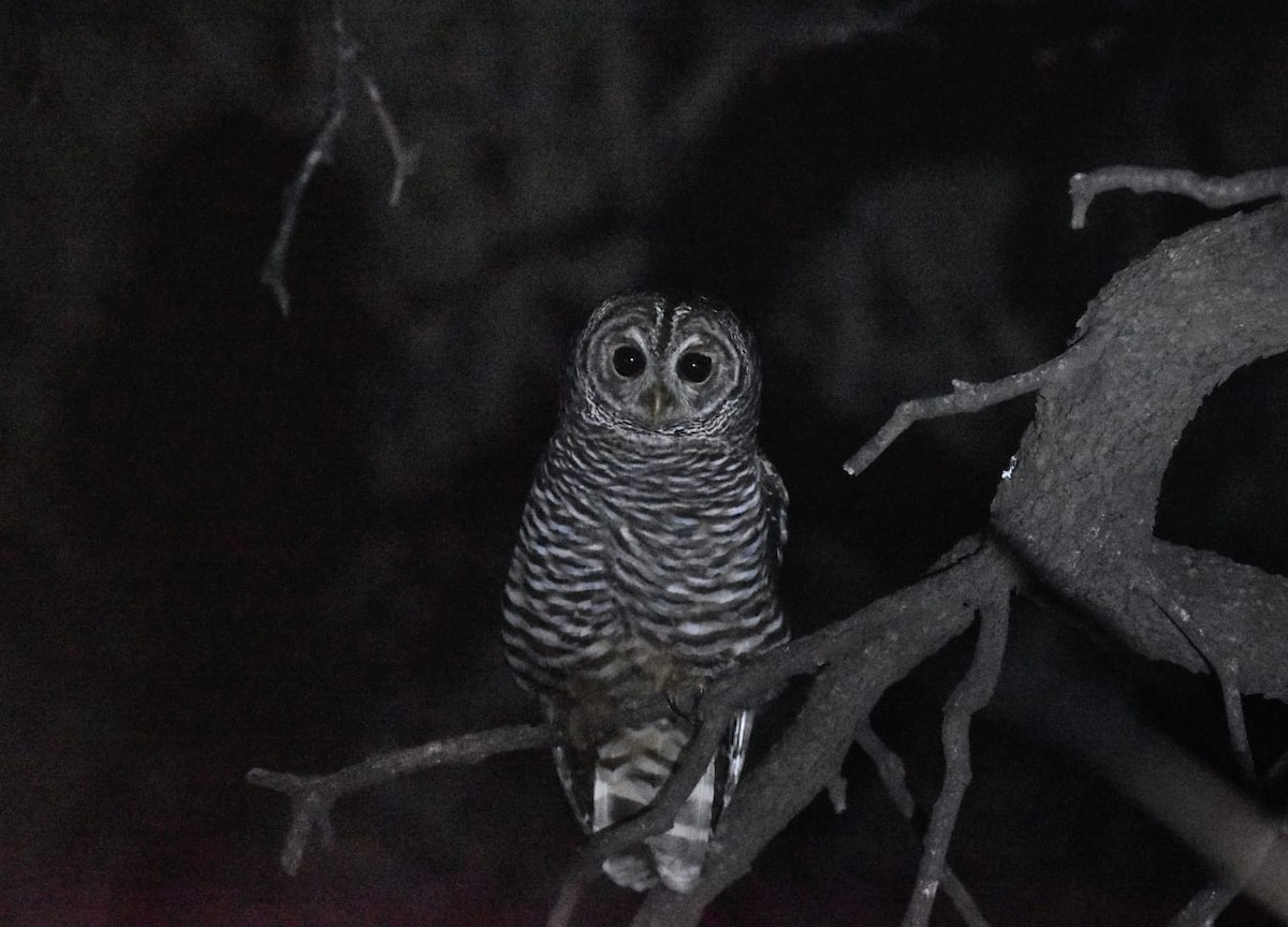 Chaco Owl - ML594102571