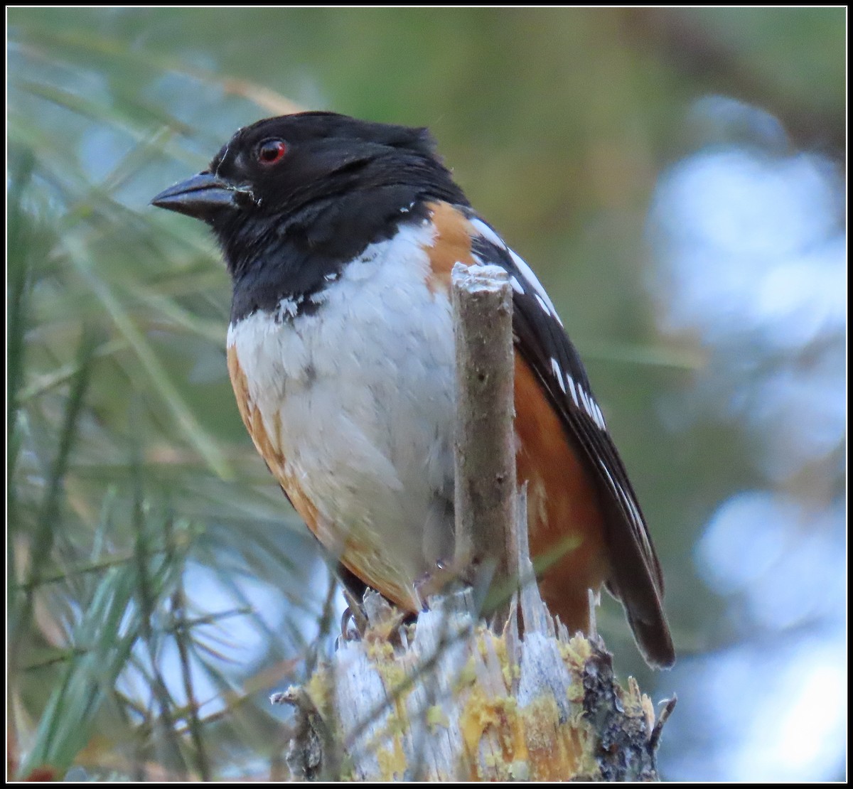 Spotted Towhee - ML594103781