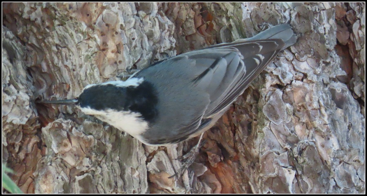 White-breasted Nuthatch - ML594104011