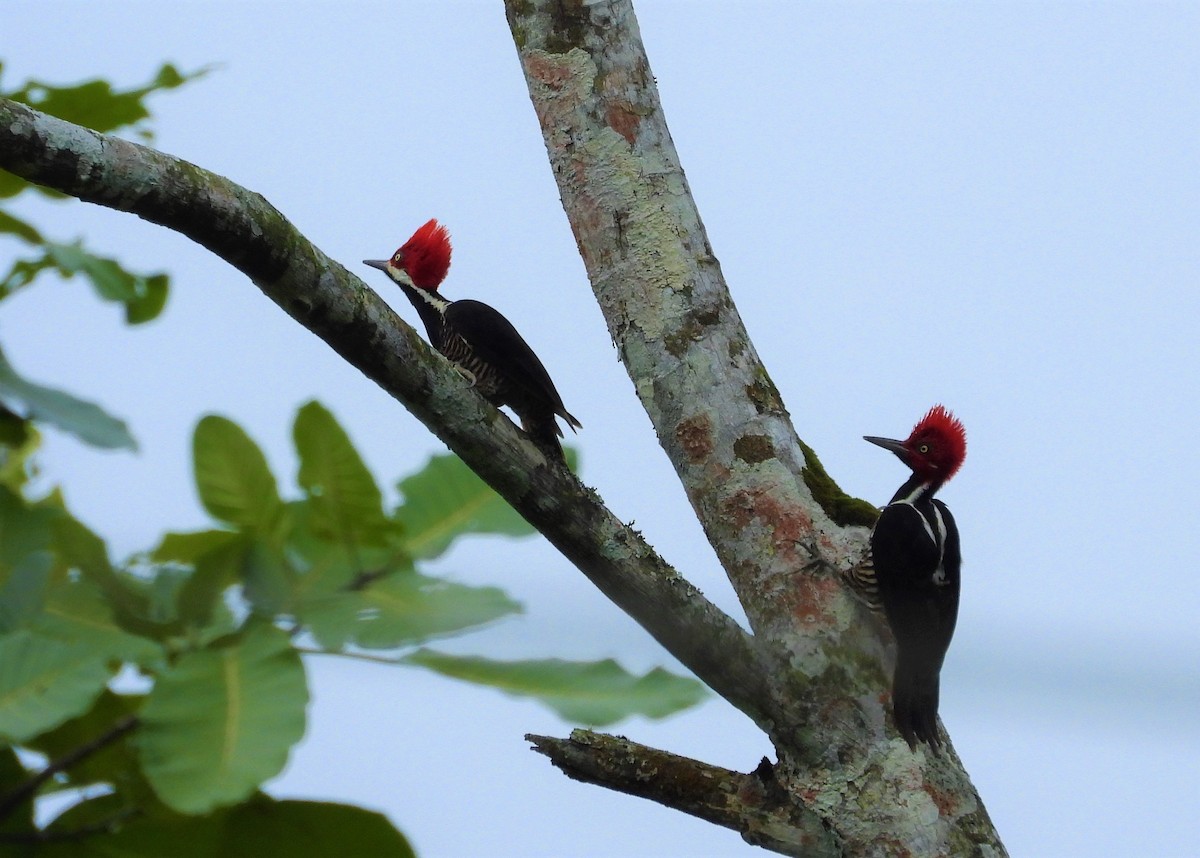 Guayaquil Woodpecker - ML594104211