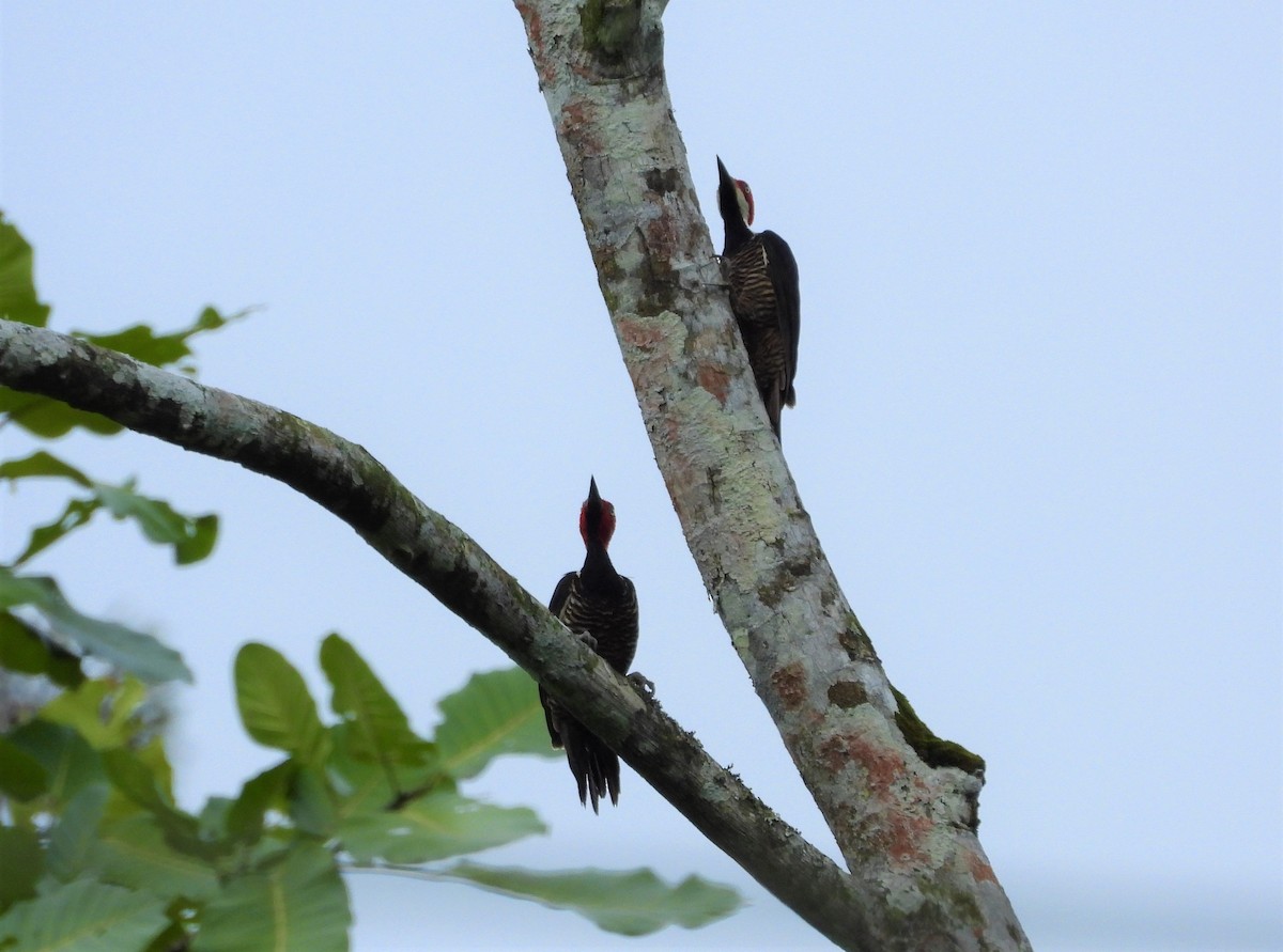 Guayaquil Woodpecker - ML594104221