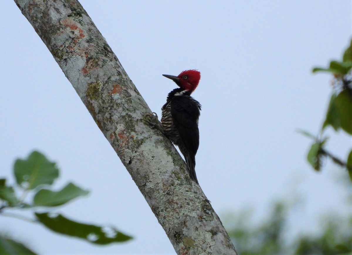 Guayaquil Woodpecker - ML594104231