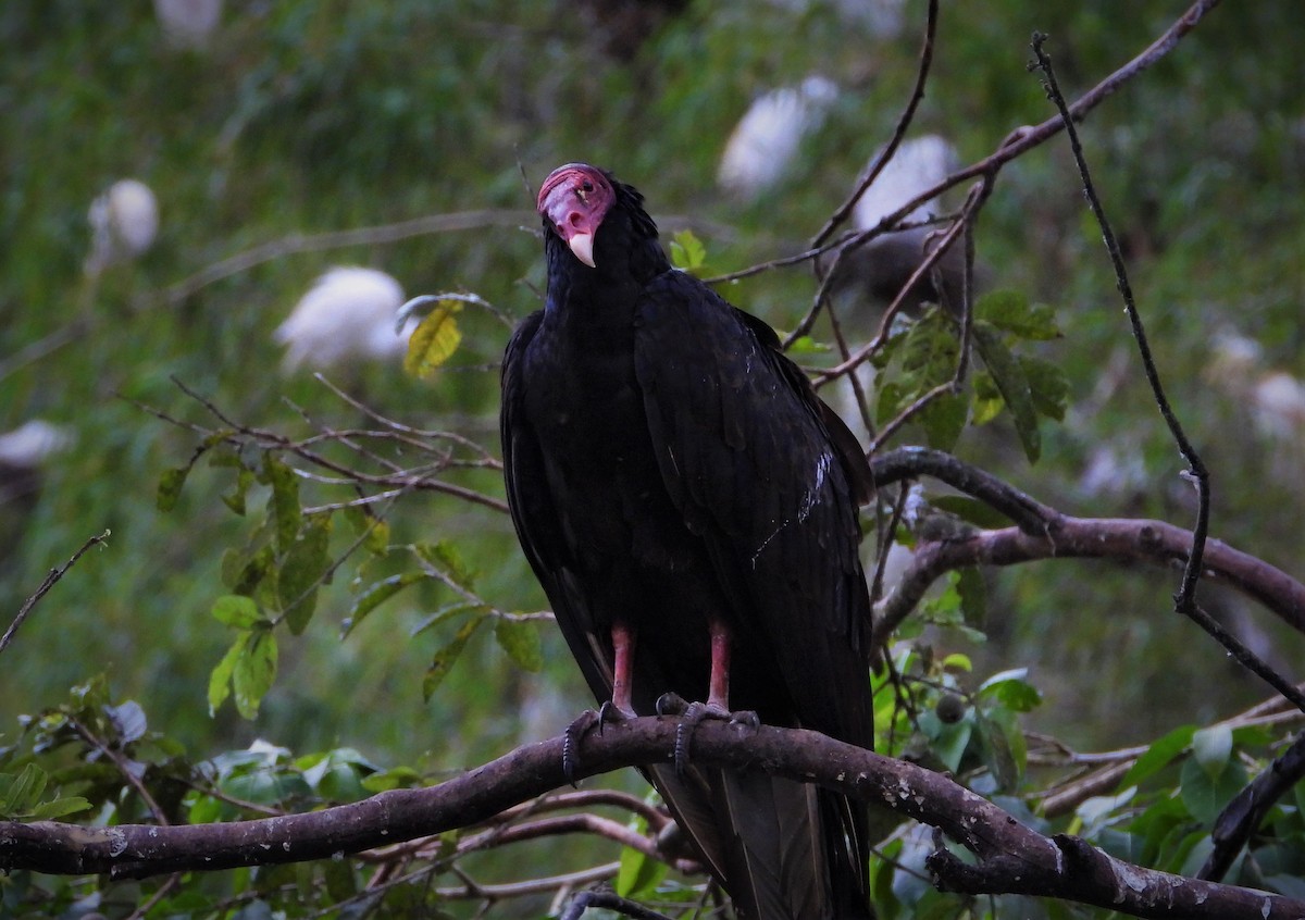 Turkey Vulture - ML594106901