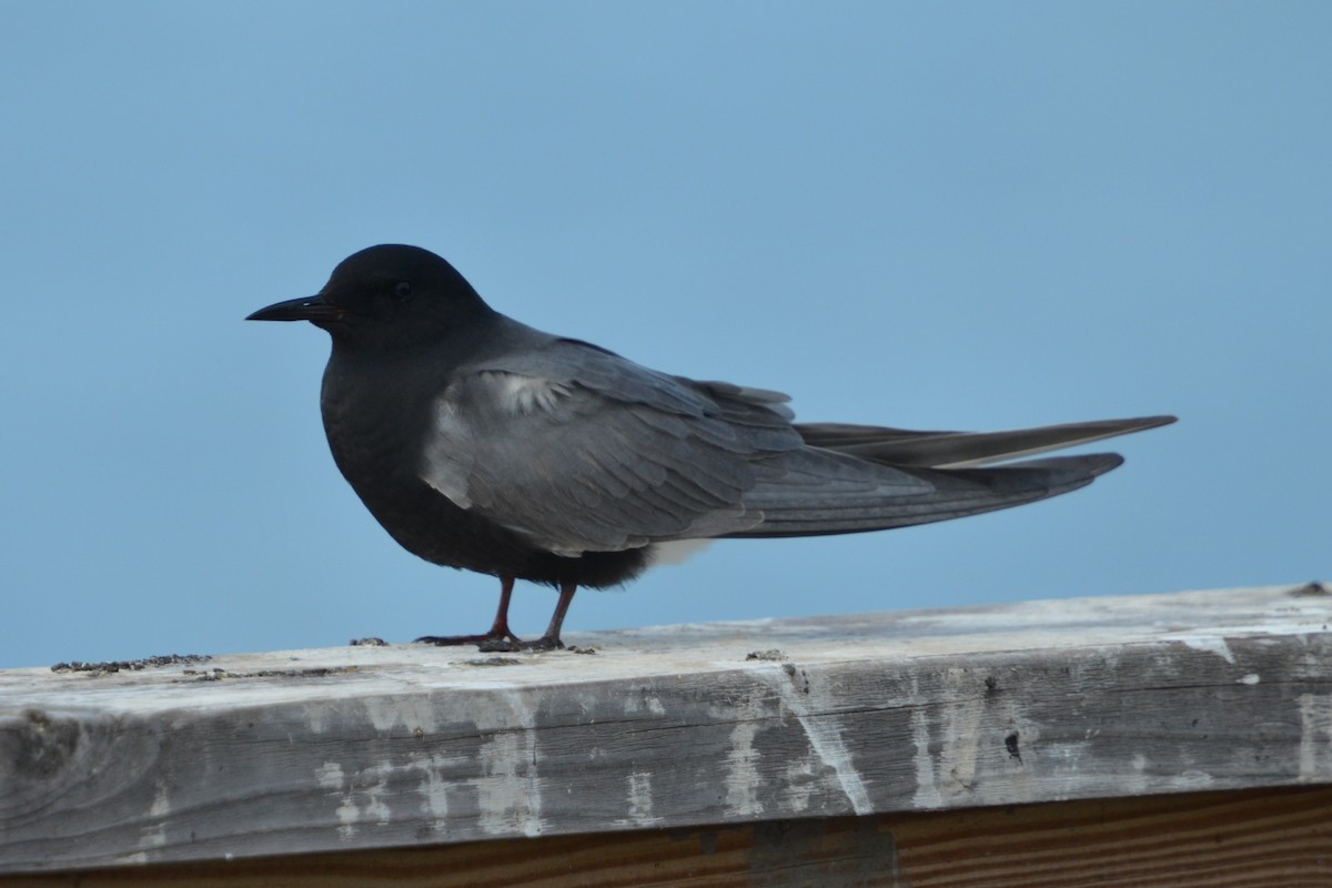 Black Tern - ML59410701