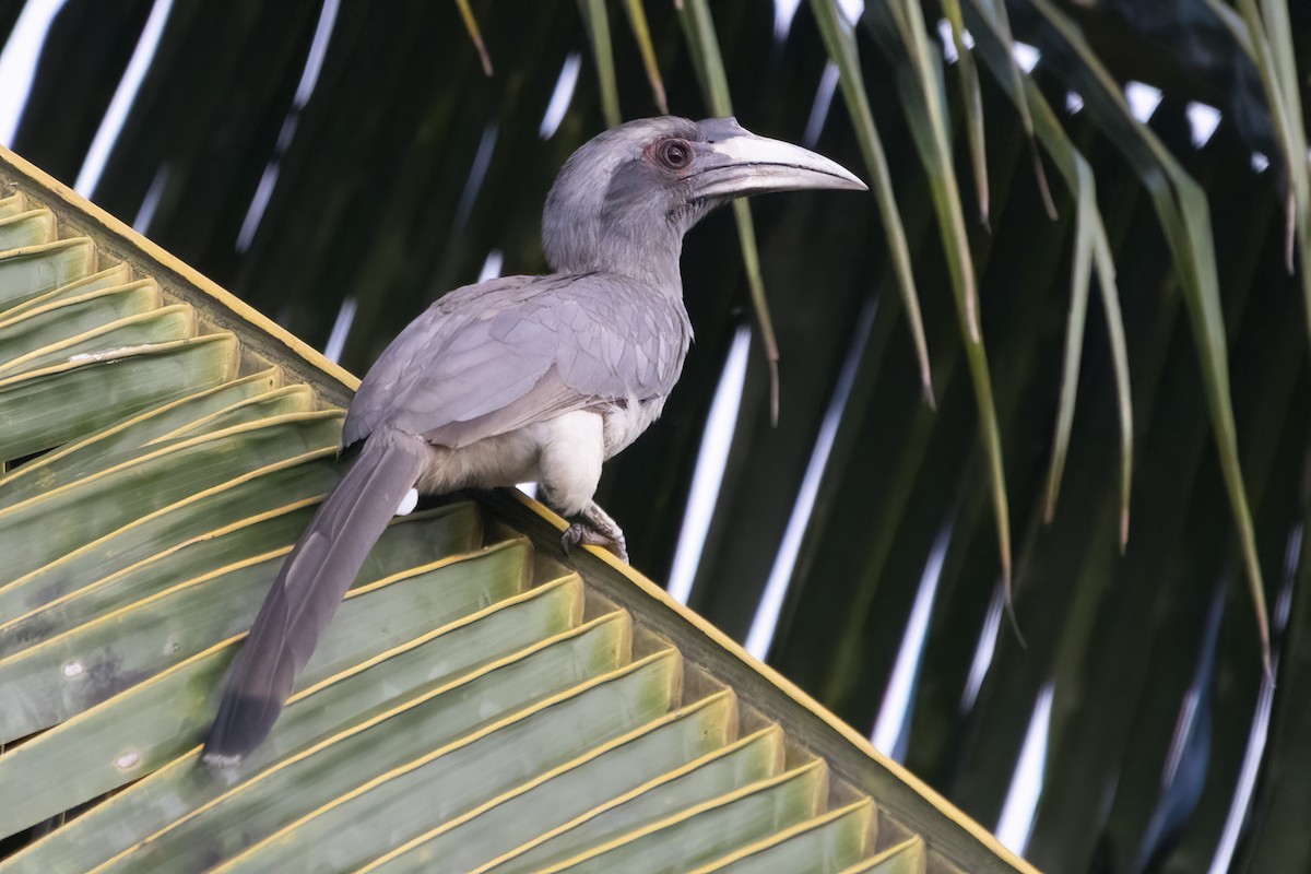 Indian Gray Hornbill - ML594107271