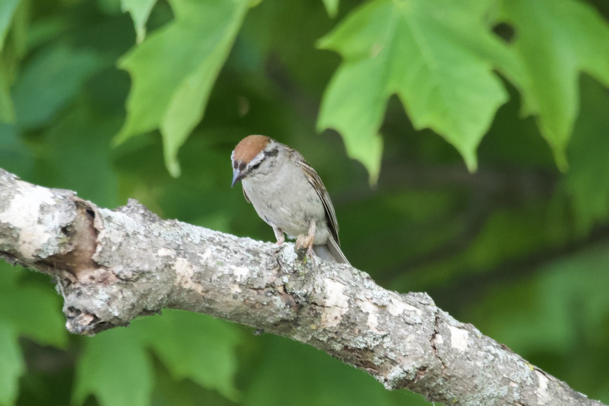 Chipping Sparrow - ML594108221