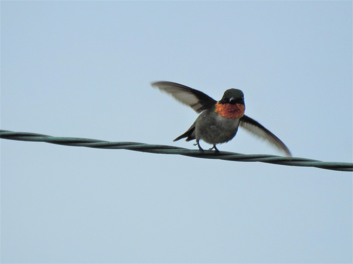 Ruby-throated Hummingbird - ML594108341