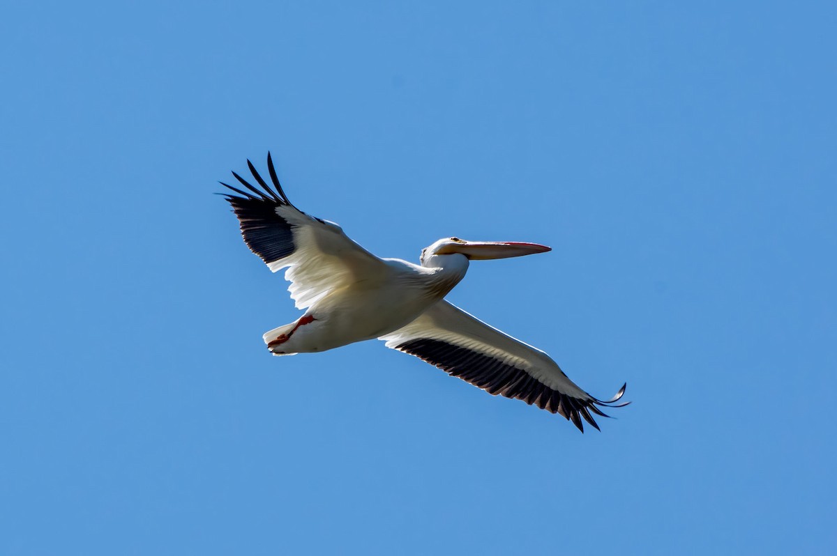 American White Pelican - ML594108361