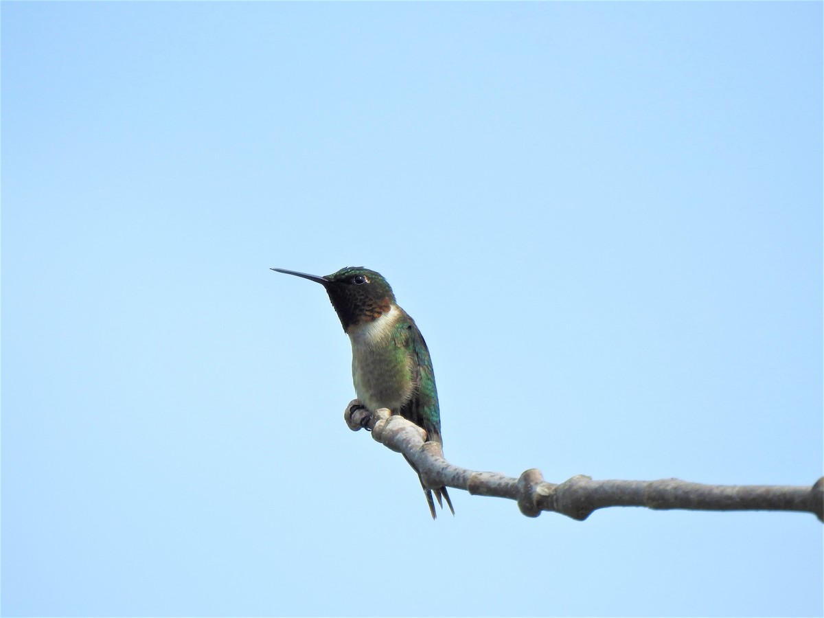 Ruby-throated Hummingbird - ML594108491