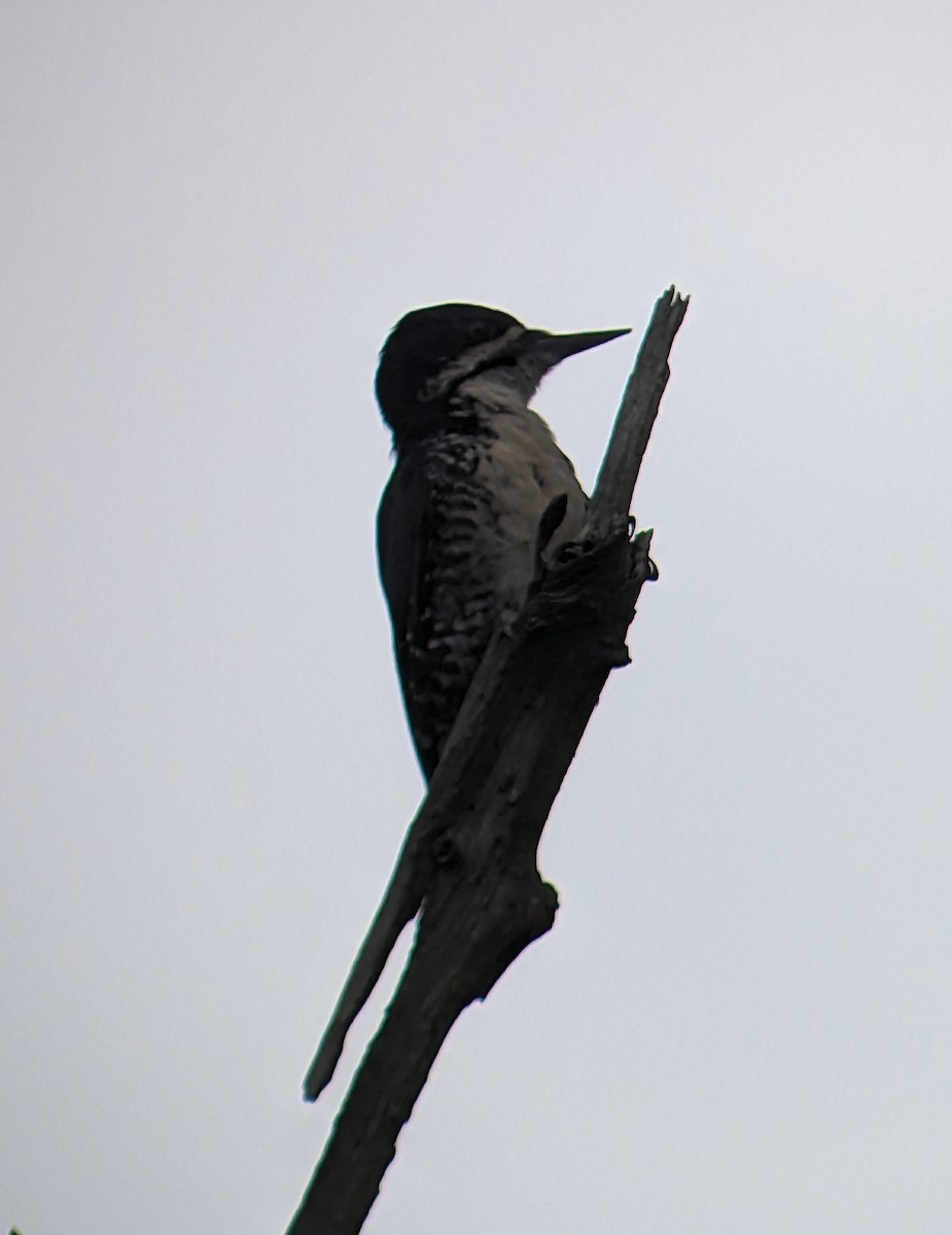 Black-backed Woodpecker - ML594112441