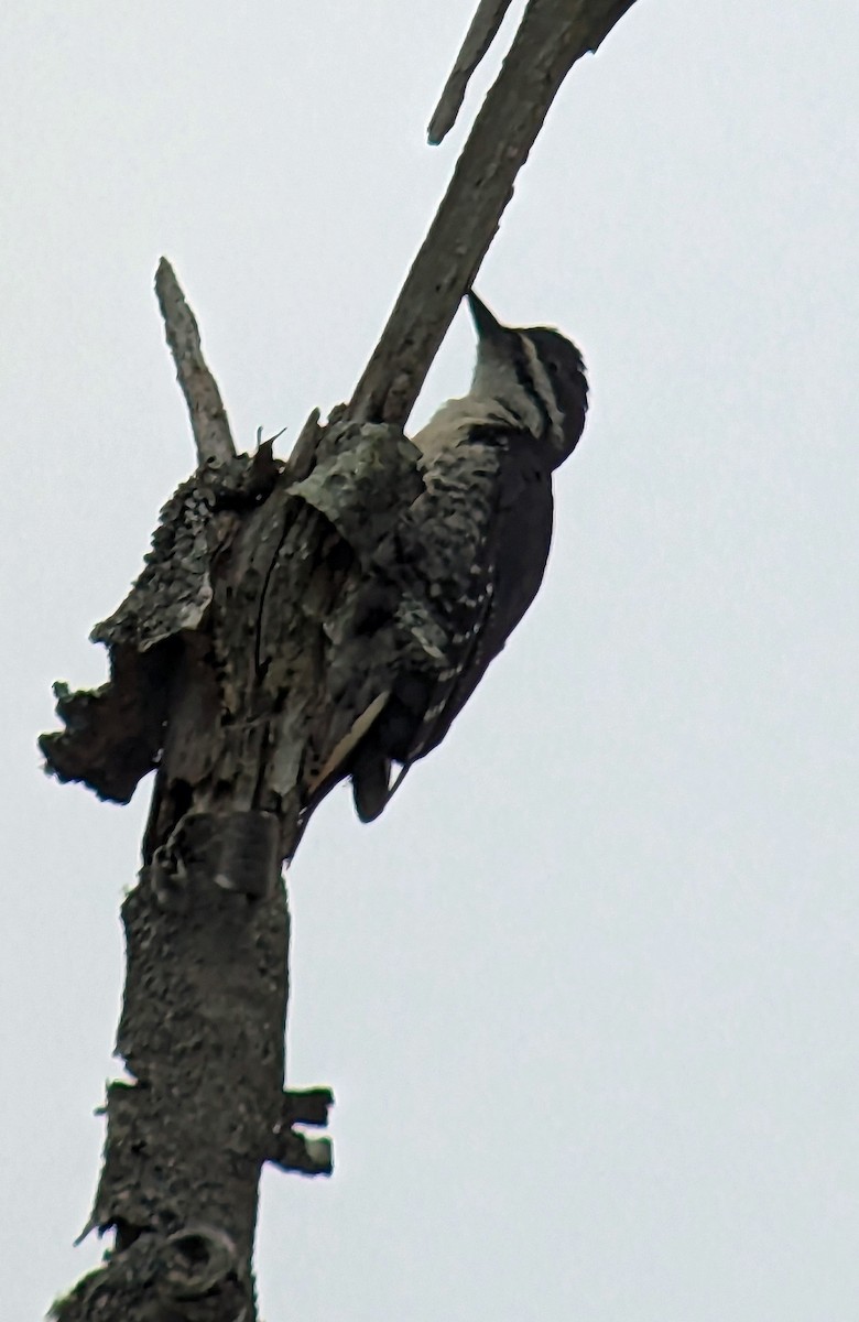 Black-backed Woodpecker - ML594112551