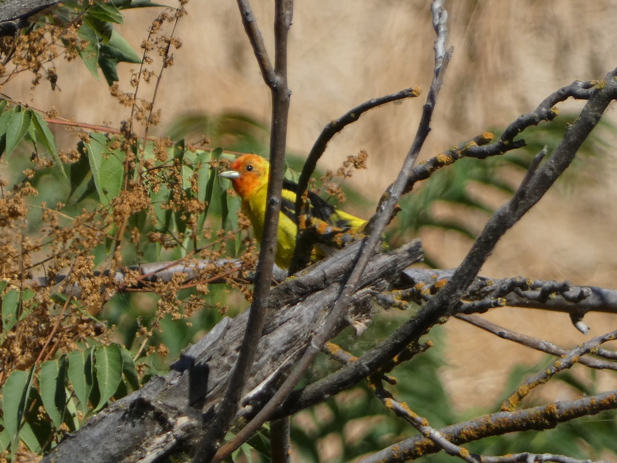 Western Tanager - ML594115021