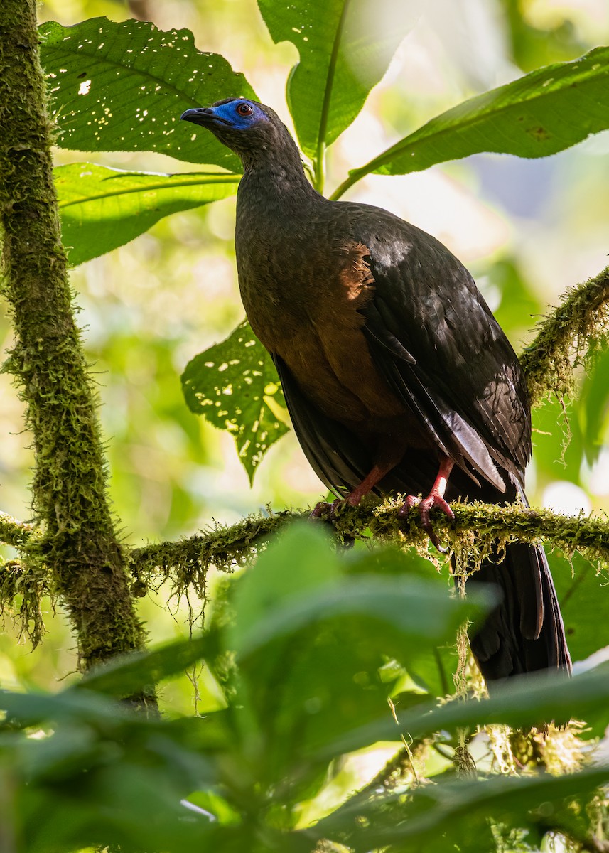 Sickle-winged Guan - ML594115401