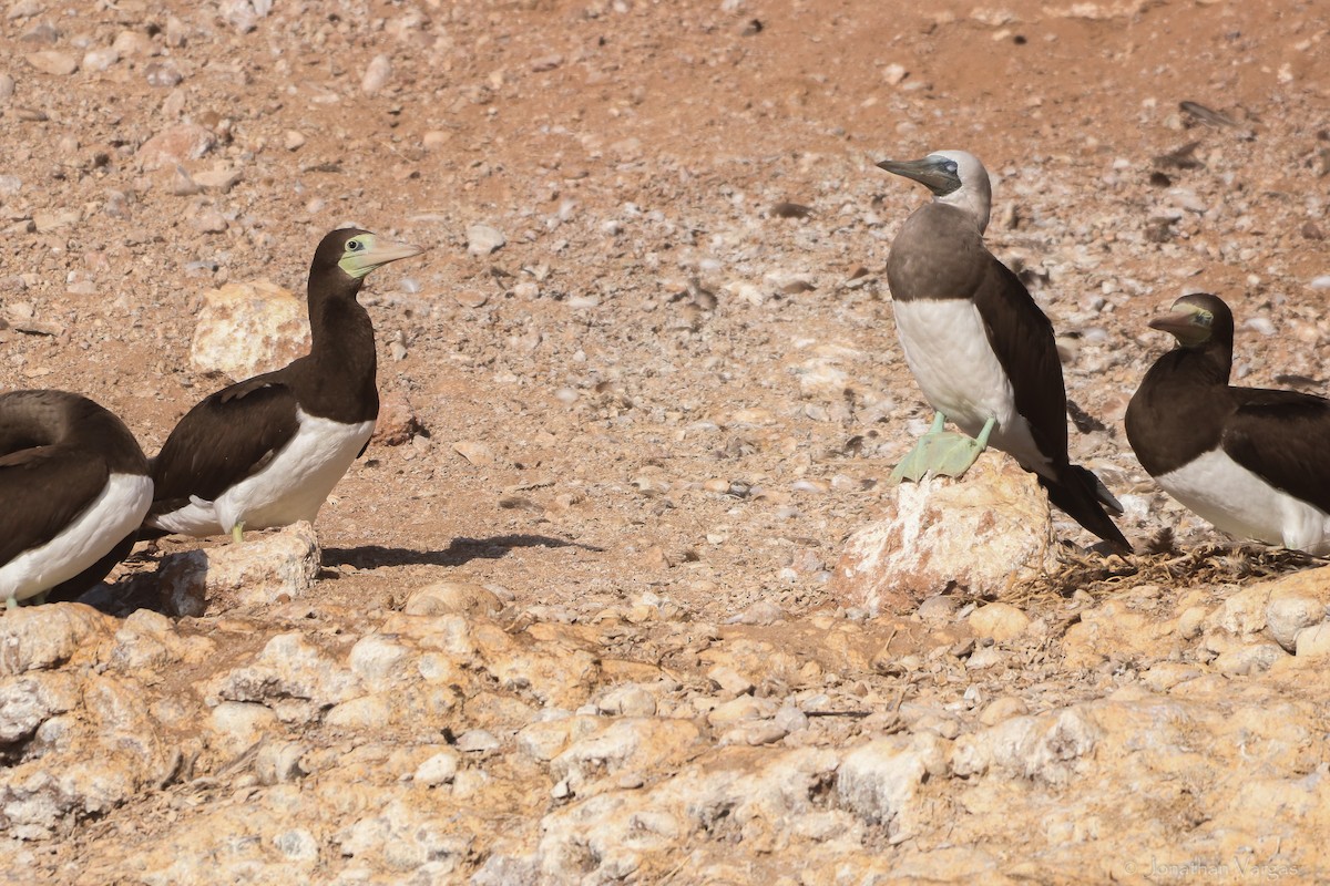 Brown Booby - ML594119481